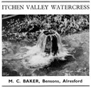 ITCHEN VALLEY WATERCRESS